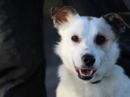 Fiona - kinderlieber Anfängerhund - Lohra