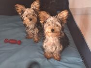 Wunderschöne Yorkshire Terrier Welpen mit Pass und Impfungen - Baden-Baden