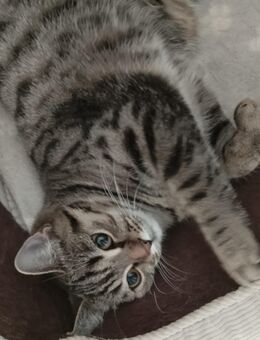 niedliche aktive BKH-Mischlings-Katze sucht ein schönes geräumiges Zuhause - Meinhard