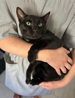 🌙 Samtpfote Velvet sucht dich 🐾 - Eislingen (Fils)
