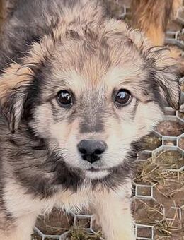 Welpenbub Jonah 🧡 - Laufen