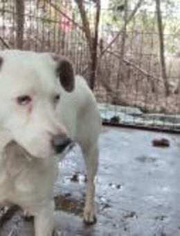 Moncsi - geb. 01/2020 - Remagen