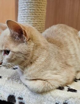 Kätzchen / Katerchen 5 Monate - Iphofen