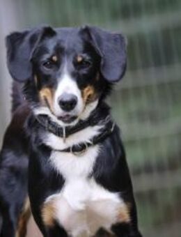 Luna sucht ein Zuhause - Pirmasens