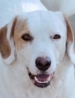 Stelle, geb. ca. 11/2021, Griechenland - Euskirchen