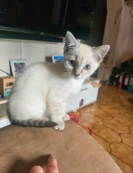 Kitten Katze Mädchen british kurzhaar mix - Argenthal
