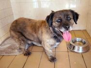 Osito - kleines Bärchen sucht Zuhause - Ludwigshafen (Rhein)