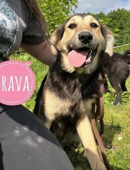 Brava die Bravste - Flörsheim-Dalsheim