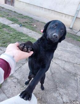 SANTOS - geb. ca. 02/2022 - ca.40cm/12kg - Schönaich