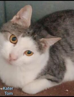 Freundlicher Tom - sehr dringend! - Margetshöchheim