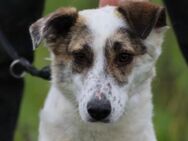 Elsa - kinderliebe Familienhündin - Lohra