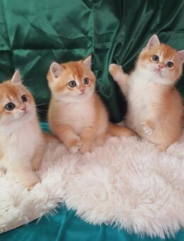 Bezaubernde BKH Kitten - Schwalbach