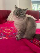 Kater in liebevolle Hände abzugeben in 58099