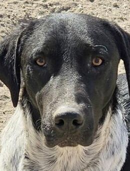 Tinu, geb. ca. 07/2023, Griechenland - Markdorf