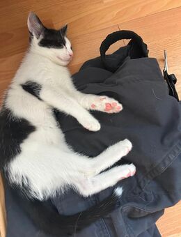 Süße Katzenmädchen ab der 12. Woche abzugeben – Muttertier vor Ort - Herten