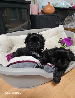 Shih tzu Welpen - Kamenz