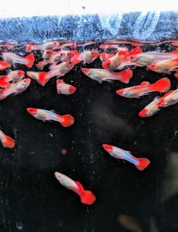Koi Red Cup Guppy, Poecilia reticulata - Schwaförden