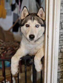 Pablo♥️ Sucht sein 4 ever Home 🙏 - München