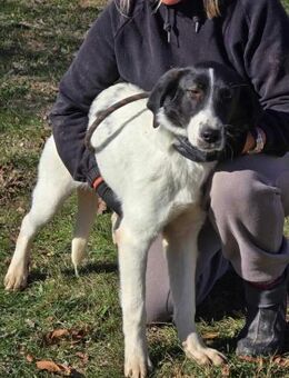 Soziale STELLA ist ♥️ auf 🐾🐾 Pfoten - München