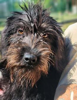 Luna sucht ein ruhiges Zuhause - Worms