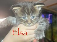 Maine Coon kitten ankumercoonies - Bippen