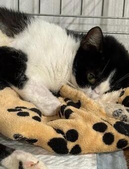 🆘🐾 Tapferer Kater Tuxi🖤🆘 - Eislingen (Fils)