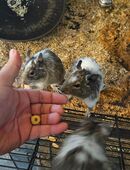 Degus mit Käfig zu verschenken in 97702