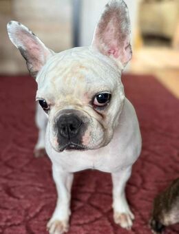 Lulu - ist ausgeglichen - Löwenberger Land