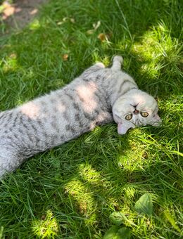 Bkh Kater nicht kastriert - Fürth