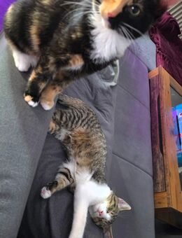 Geschwisterpaar inkl Zubehör - Bergneustadt