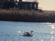 Grundstück mit od. oh. Haus am Wasser in idyllischer Lage gesucht - Wunstorf