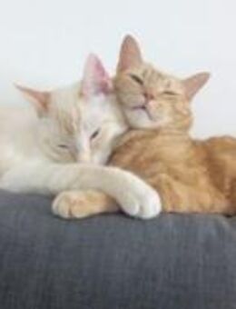 Teodoro&Mandarino- Unzertrennliches Duo - Bad Camberg