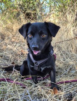 Sanfte Nisha sucht ihre Menschen - Kleinostheim