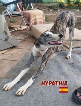 Hypathia - kontaktfreudig und freundlich - Heppenheim (Bergstraße)