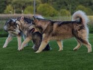 Wurf wird erwartet Alaskan Malamute Welpen 2025 - Plauen