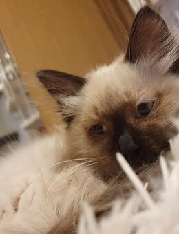 3 süße reinrassige Ragdoll Kitten - Zahna-Elster