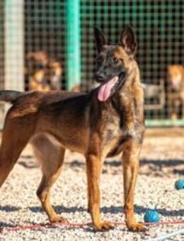 Reika Powerhündin auf vier Pfoten 🐶 - München