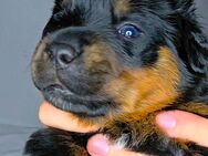 Rottweiler Welpe Rüde mit ICR-Papieren - Kelheim
