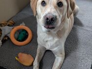 Nacho sucht ein neues Zuhause - Fronreute