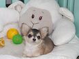 Bezaubernde Chihuahua Welpen(Rüden) mit Ahnentafel in 06366
