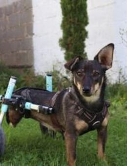 KARA - fröhlich, aktiv und frei... - Kallmünz