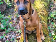 Malinois-Mix - Gevelsberg