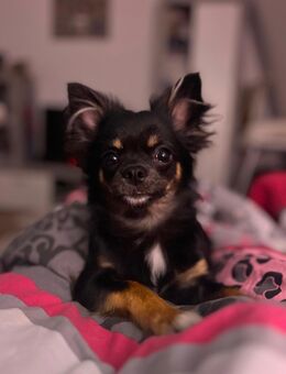 Süßer Chihuahua sucht Liebe Zuhause - Staßfurt