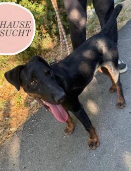 Menschenbezoger SULLY sucht Zuhause❤️ - Saarbrücken