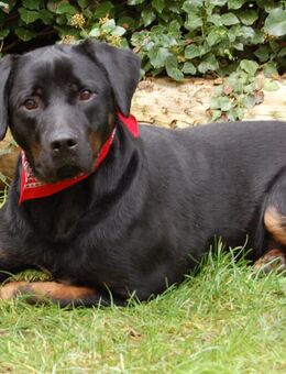 Chopper - Mischling - 2 Jahre - Tierhilfe Franken e.V. - Lauf (Pegnitz) Zentrum