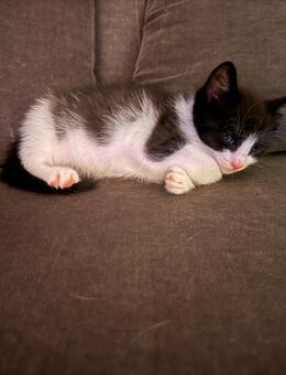 Diese zwei hübschen Kater suchen ab Januar ein schönes Zuhause - Bönningstedt