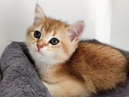 BKH letze Jungs Kitten.Sofort Abgabebereit. - Frankfurt (Main)
