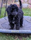 Zwergpudel/ Kleinpudel- Welpen mit Ahnenpass in 18445