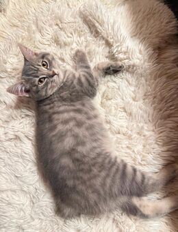 Britisch Kurzhaar - Aholming