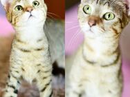 Celina & Claudie aus dem Tierschutz - Grevenbroich